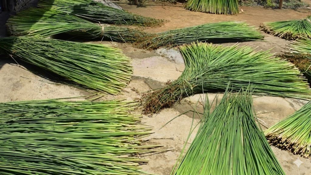 Bundles of Kauna grass drying in the sun
